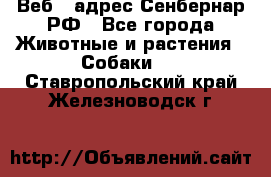 Веб – адрес Сенбернар.РФ - Все города Животные и растения » Собаки   . Ставропольский край,Железноводск г.